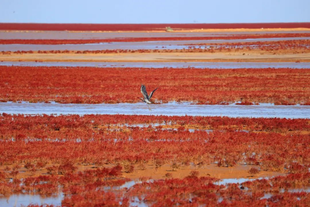 什么是黄河? 什么是黄河?