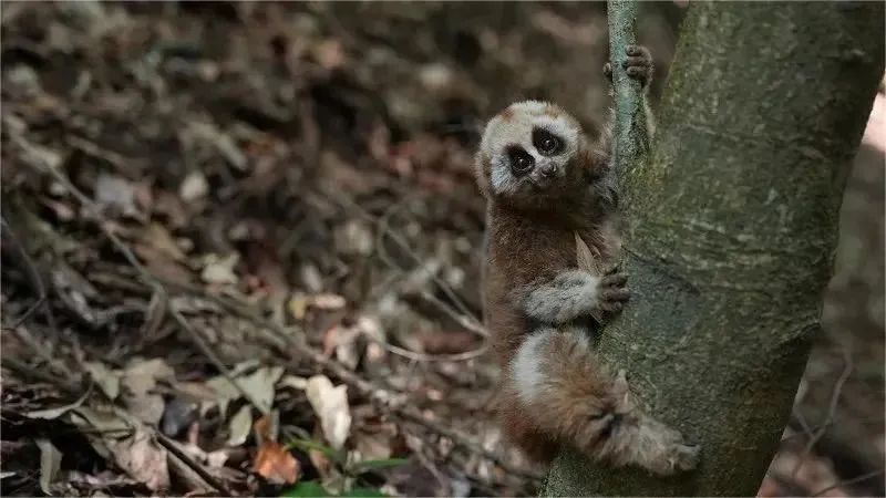 快看！呆萌蜂猴游玩迷路 军警暖心救助