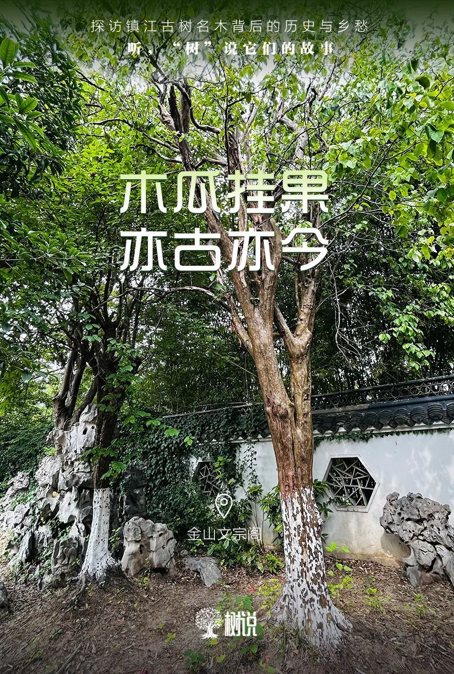 金山文宗阁内,藏着一棵两百多年的“降龙木” 金山文宗阁内,藏着一棵两百多年的“降龙木”