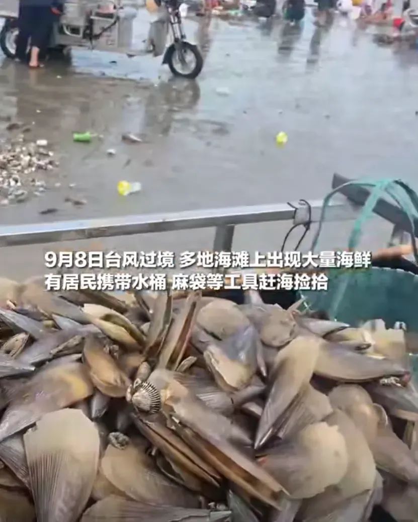 “想捡多少就多少”，有人用车装……专家提醒：危险！不要吃