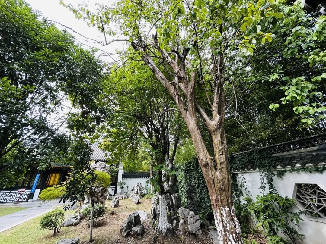 金山文宗阁内,藏着一棵两百多年的“降龙木” 金山文宗阁内,藏着一棵两百多年的“降龙木”