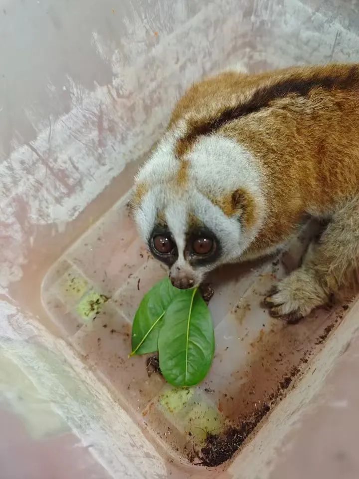 快看！呆萌蜂猴游玩迷路 军警暖心救助