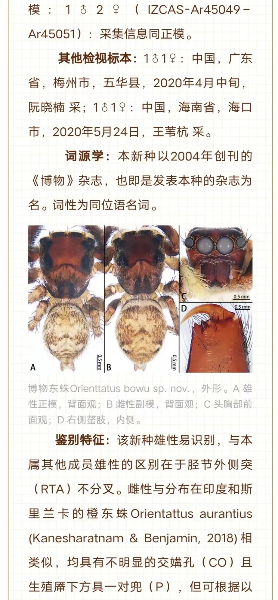 广州市区发现新物种！“只因多看了你一眼”
