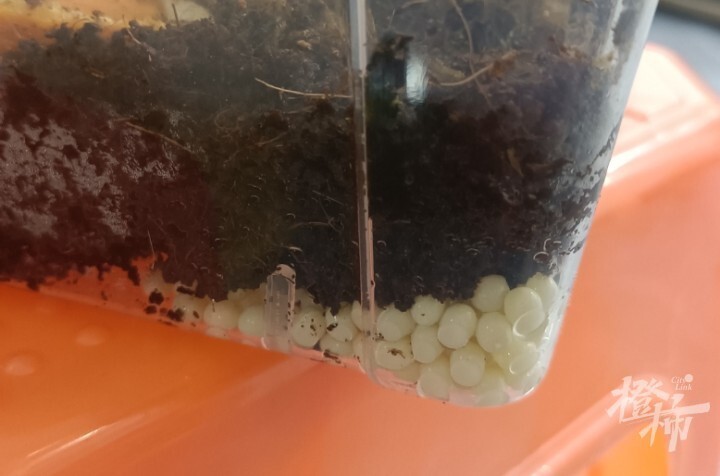 二年级女生养蜗牛5个月生了几百只宝宝，送给同学当礼物！妈妈：送不完，根本送不完