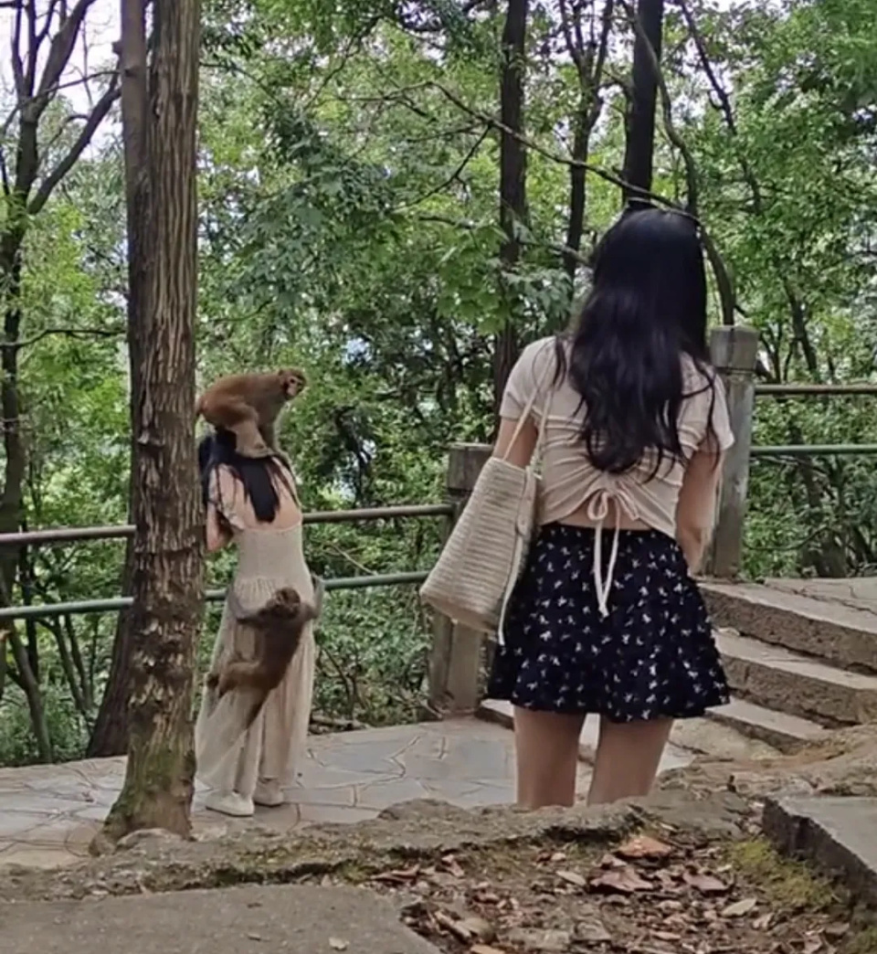 女游客黔灵山遭猴群骚扰掀裙底!管理处:“都是野生猴,我们也没办法” 女游客黔灵山遭猴群骚扰掀裙底!管理处:“都是野生猴,我们也没办法”