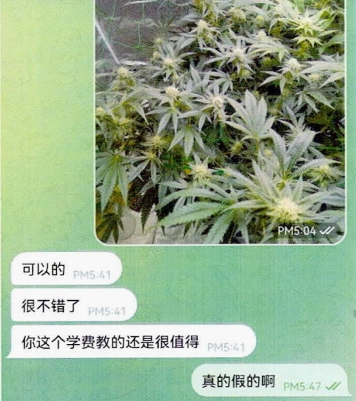 植物爱好者在线“开班”，课程竟是教授他人种植大麻