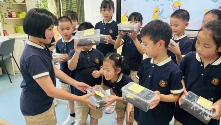 二年级女生养蜗牛5个月生了几百只宝宝，送给同学当礼物！妈妈：送不完，根本送不完