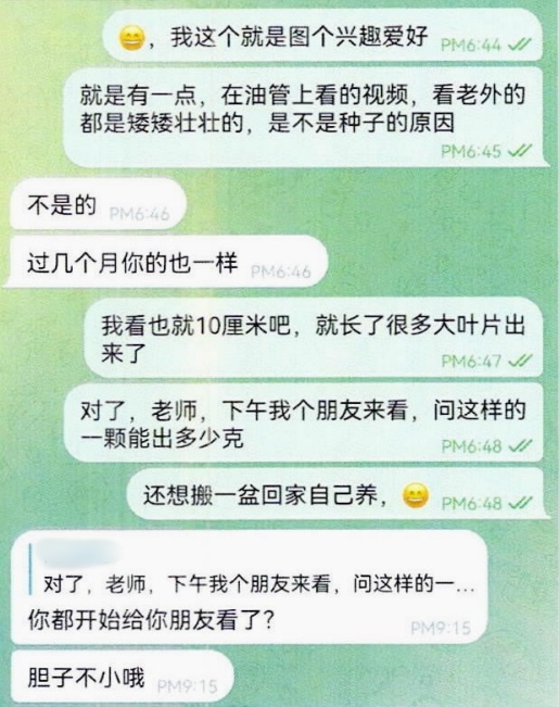 植物爱好者在线“开班”，课程竟是教授他人种植大麻