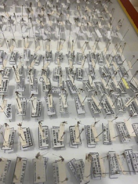 登革热进入高发期!广州市疾控呼吁翻盆倒罐清积水灭蚊:没积水就没蚊子 登革热进入高发期!广州市疾控呼吁翻盆倒罐清积水灭蚊:没积水就没蚊子