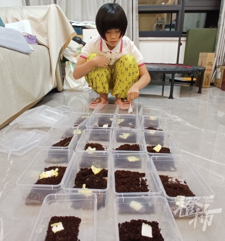 二年级女生养蜗牛5个月生了几百只宝宝，送给同学当礼物！妈妈：送不完，根本送不完