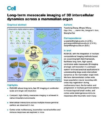 “看穿”大脑！清华团队又又研发一台超级显微镜