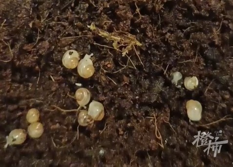 二年级女生养蜗牛5个月生了几百只宝宝，送给同学当礼物！妈妈：送不完，根本送不完