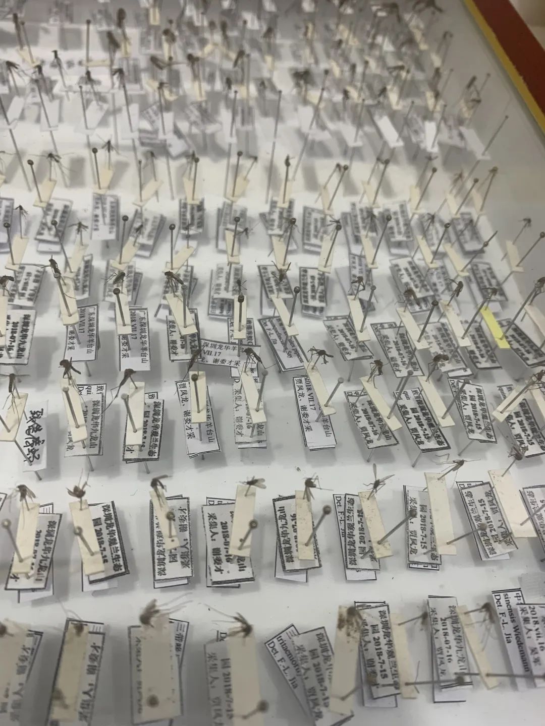 创多个“近年最早纪录”,广州登革热进入高发期!市疾控中心呼吁→ 创多个“近年最早纪录”,广州登革热进入高发期!市疾控中心呼吁→