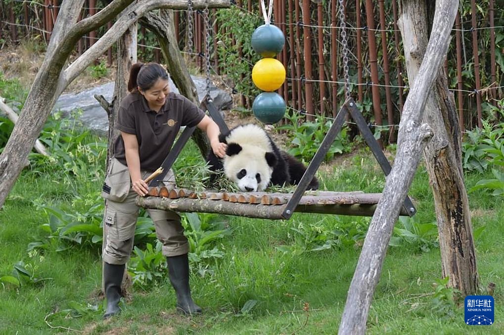 饲养员刘洋：我在比利时“养”大熊猫