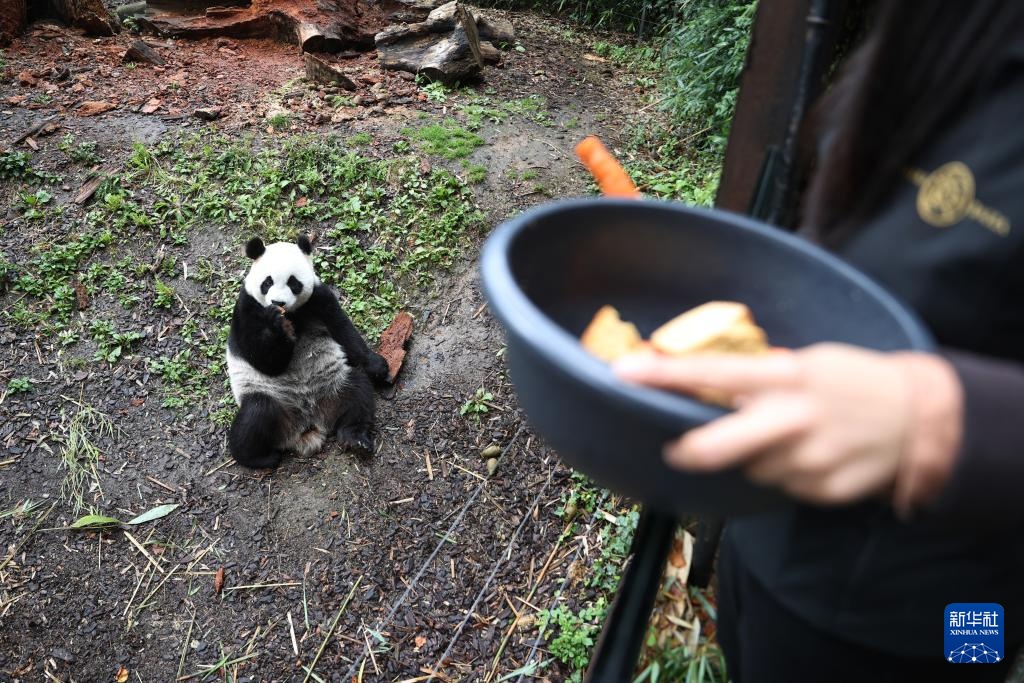 饲养员刘洋：我在比利时“养”大熊猫