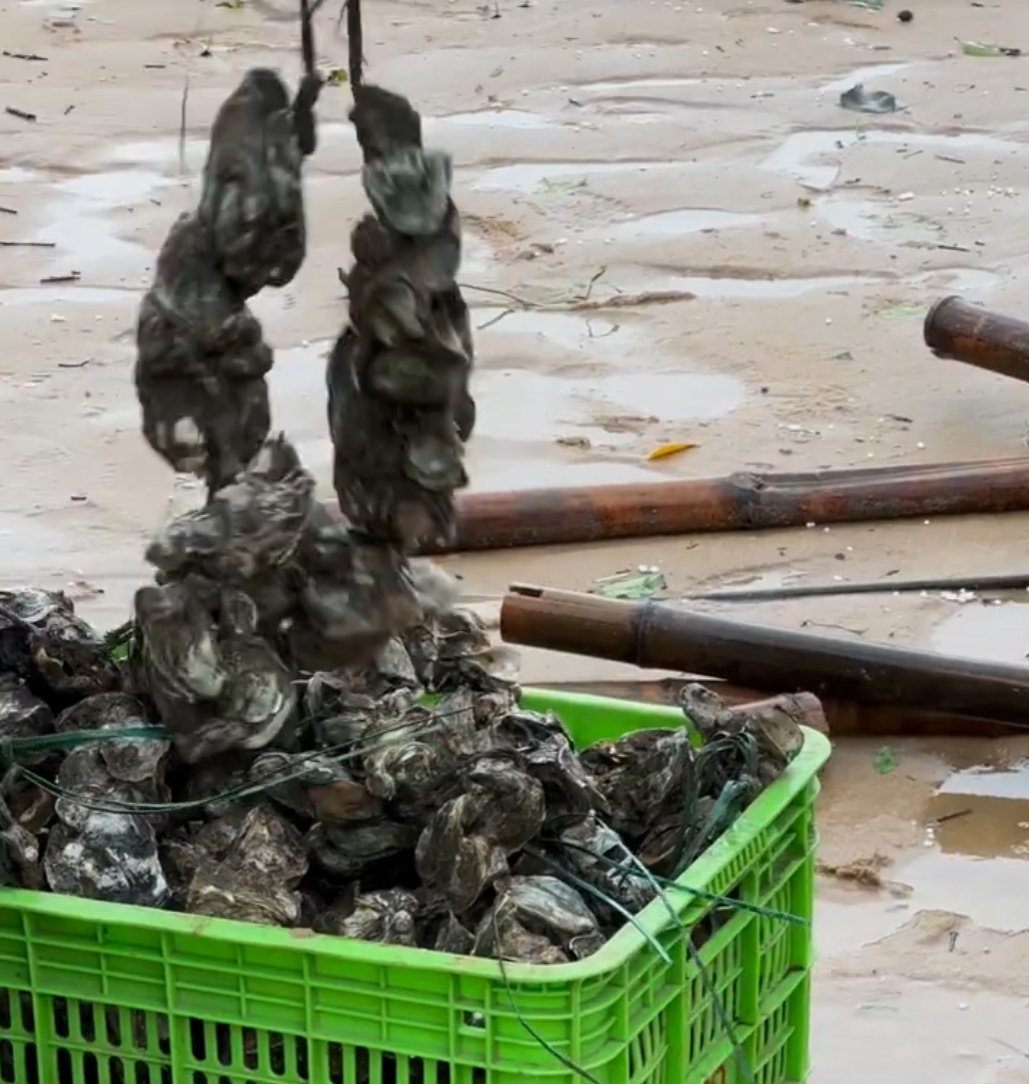 太诱人!“想捡多少就多少”,有人用车装……专家提醒:危险!不要吃 太诱人!“想捡多少就多少”,有人用车装……专家提醒:危险!不要吃