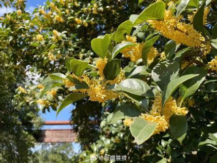 今年中秋上海无缘闻桂花香：气温太高，达不到开花条件