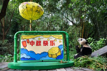 可可爱爱！大熊猫萌二代“妹猪”开启广州动物界中秋节庆