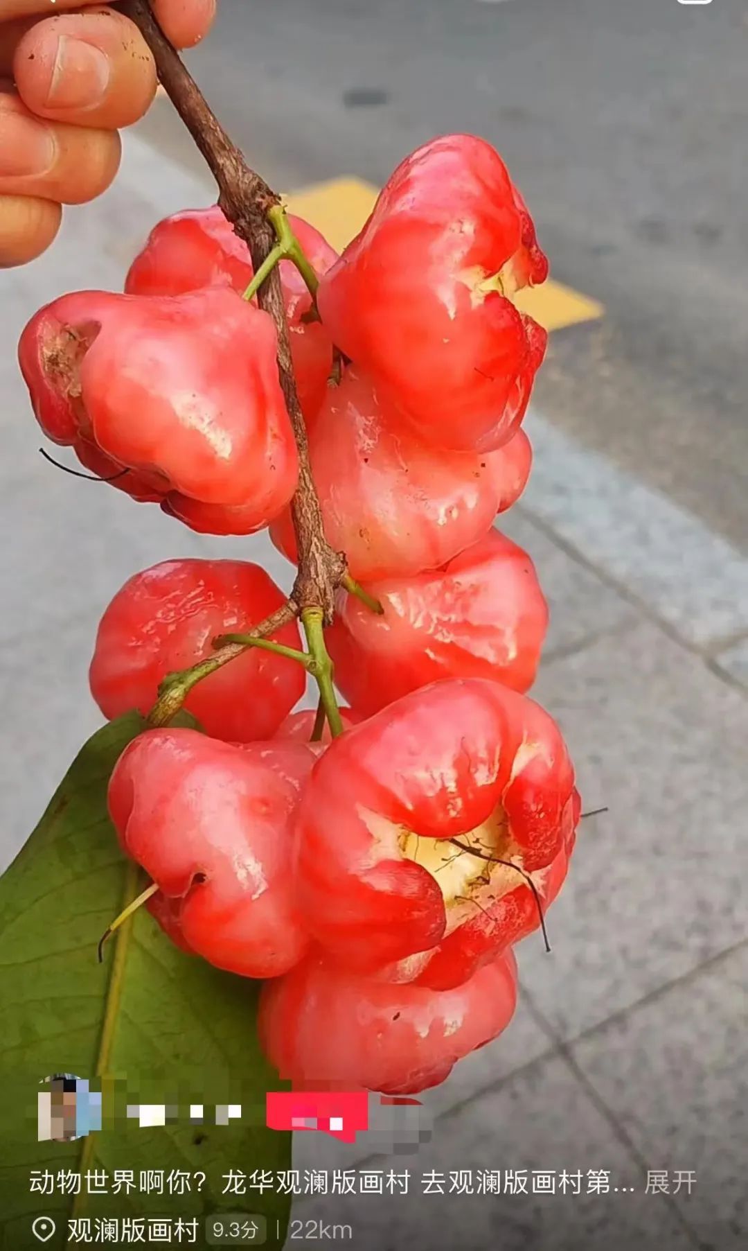 最近深圳街头大量出现！提醒：只观赏，别食用！