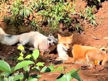 “狐闹”！网友拍到狐狸笑出声，云南这里还有火出圈的它们……