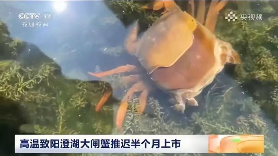 我国每年消费70多亿只大闸蟹！都被谁吃掉了？