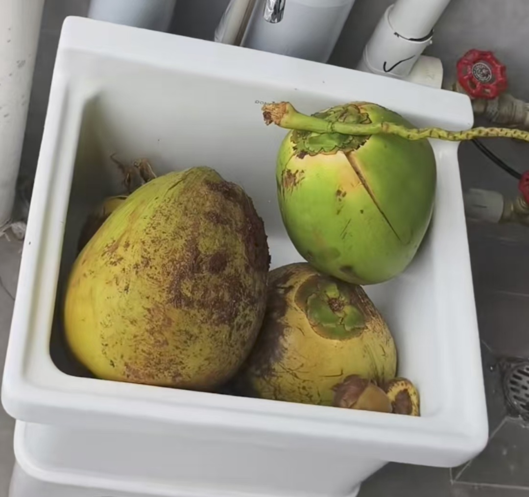 太诱人!“想捡多少就多少”,有人用车装……专家提醒:危险!不要吃 太诱人!“想捡多少就多少”,有人用车装……专家提醒:危险!不要吃