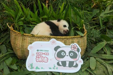 可可爱爱！大熊猫萌二代“妹猪”开启广州动物界中秋节庆