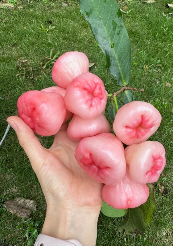 最近深圳街头大量出现！提醒：只观赏，别食用！