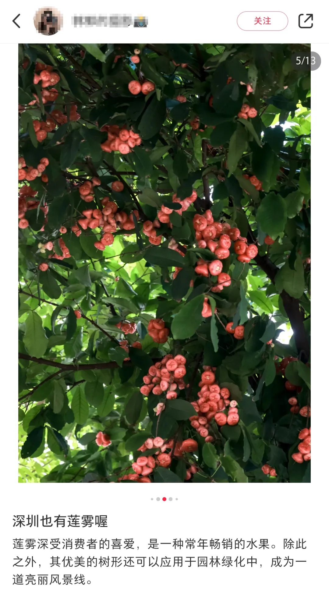 最近广东街头大量出现!提醒:别摘,别吃! 最近广东街头大量出现!提醒:别摘,别吃!