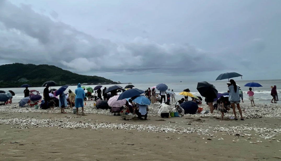 太诱人!“想捡多少就多少”,有人用车装……专家提醒:危险!不要吃 太诱人!“想捡多少就多少”,有人用车装……专家提醒:危险!不要吃