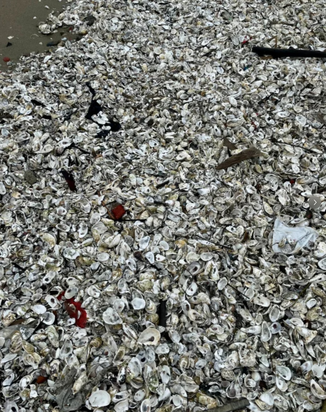 太诱人!“想捡多少就多少”,有人用车装……专家提醒:危险!不要吃 太诱人!“想捡多少就多少”,有人用车装……专家提醒:危险!不要吃