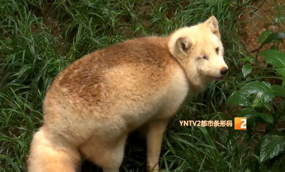 “狐闹”！网友拍到狐狸笑出声，云南这里还有火出圈的它们……