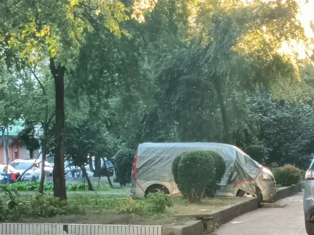 最近组团扎堆的小飞虫是啥？为啥这么多？“咬人”不？专家解答——