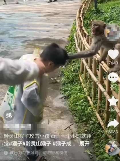 女游客在景区遭猴群骚扰掀裙底！贵阳文旅回应：若被抓伤，景区会报销