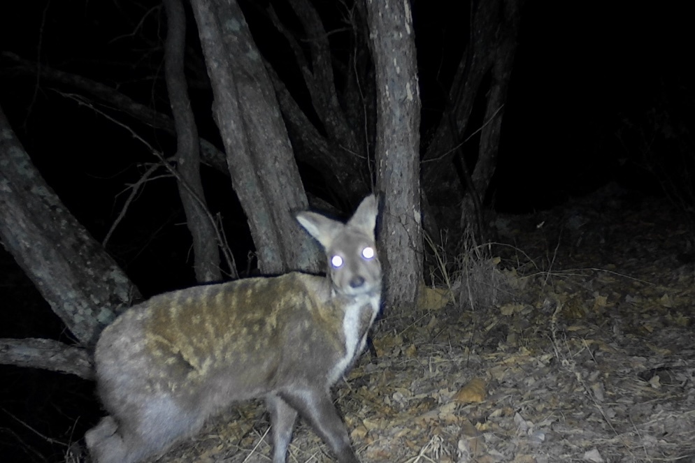 东北虎豹国家公园：绘就万物共生的和谐画卷