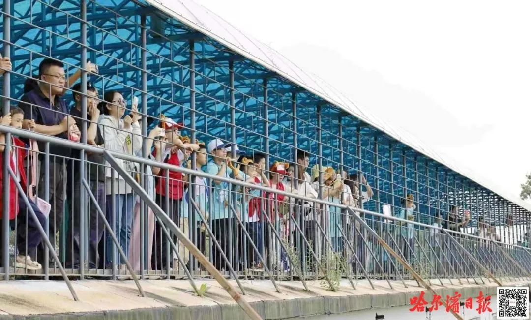 东北虎林园中秋假期游客量骤增，提前停止线下售票