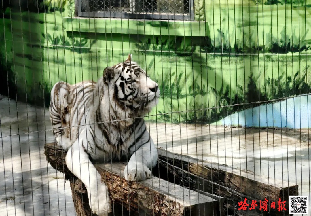 东北虎林园中秋假期游客量骤增，提前停止线下售票
