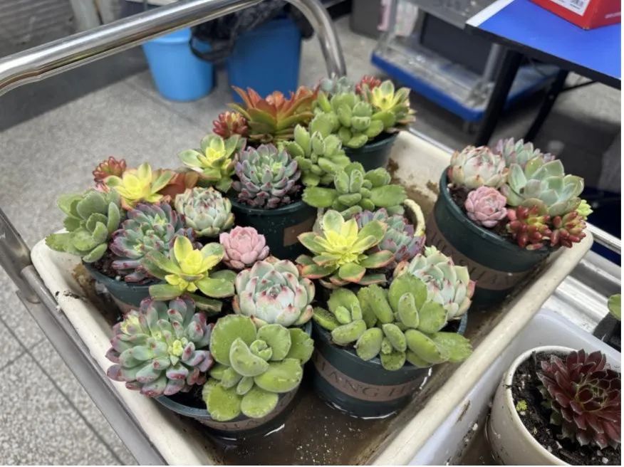 实验室里做月饼?!“报告!羡慕的泪水从嘴角流了出来……” 实验室里做月饼?!“报告!羡慕的泪水从嘴角流了出来……”