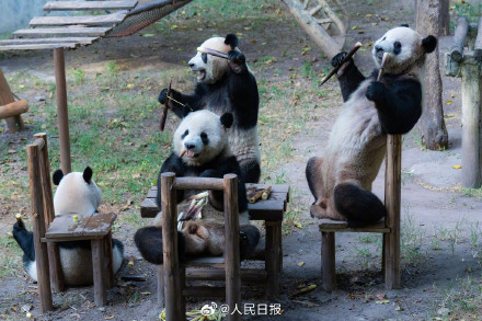 可可爱爱！大熊猫围坐吃中秋大餐