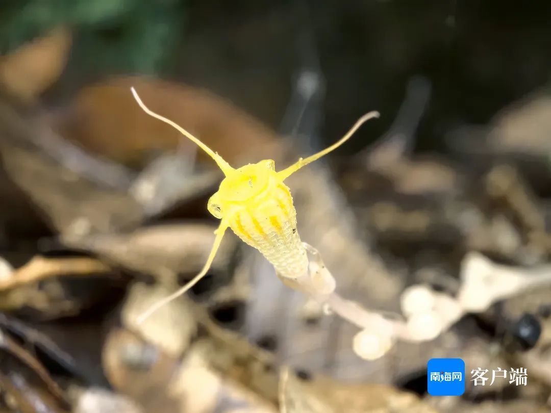 金樽水玉杯!海南发现新物种→ 金樽水玉杯!海南发现新物种→