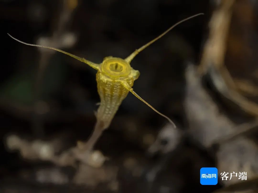 金樽水玉杯!海南发现新物种→ 金樽水玉杯!海南发现新物种→