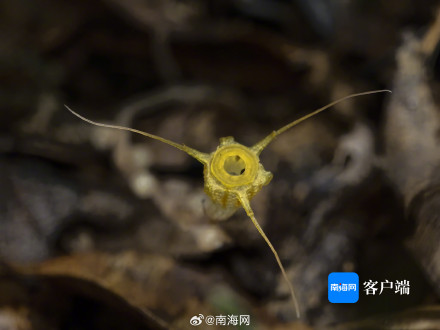 海南尖峰岭发现新物种:金樽水玉杯 海南尖峰岭发现新物种:金樽水玉杯