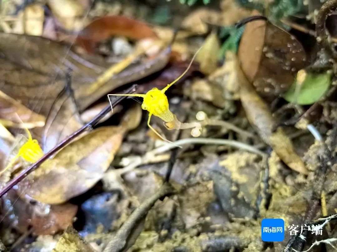 金樽水玉杯!海南发现新物种→ 金樽水玉杯!海南发现新物种→