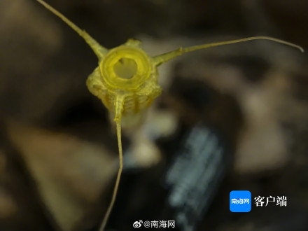 海南尖峰岭发现新物种:金樽水玉杯 海南尖峰岭发现新物种:金樽水玉杯