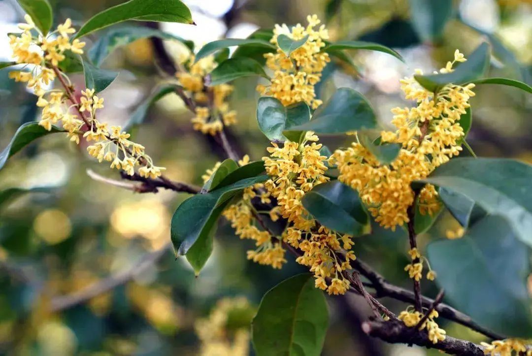 今秋成都为何还没闻到桂花香？专家：天太热，桂花树“休眠”了