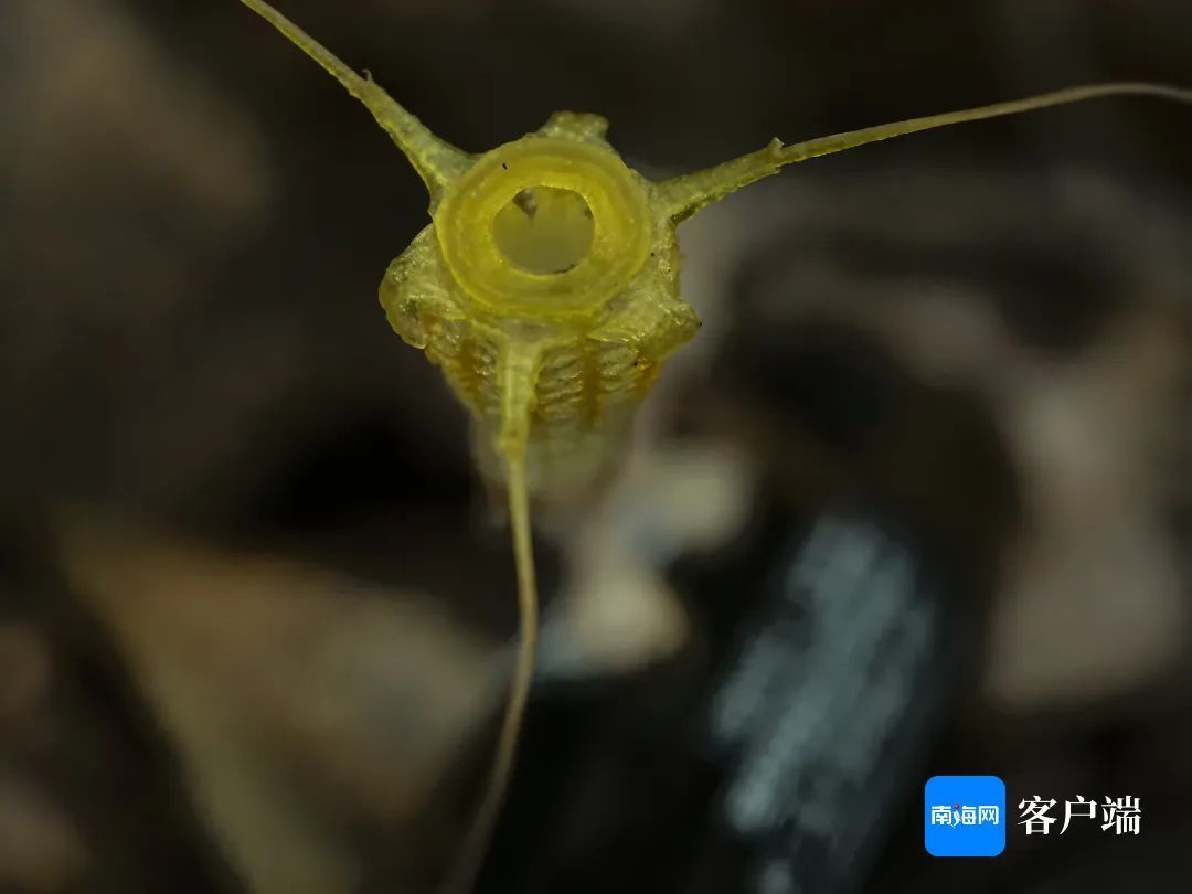 金樽水玉杯!海南发现新物种→ 金樽水玉杯!海南发现新物种→