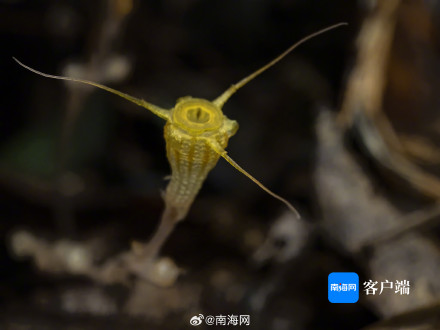 海南尖峰岭发现新物种:金樽水玉杯 海南尖峰岭发现新物种:金樽水玉杯
