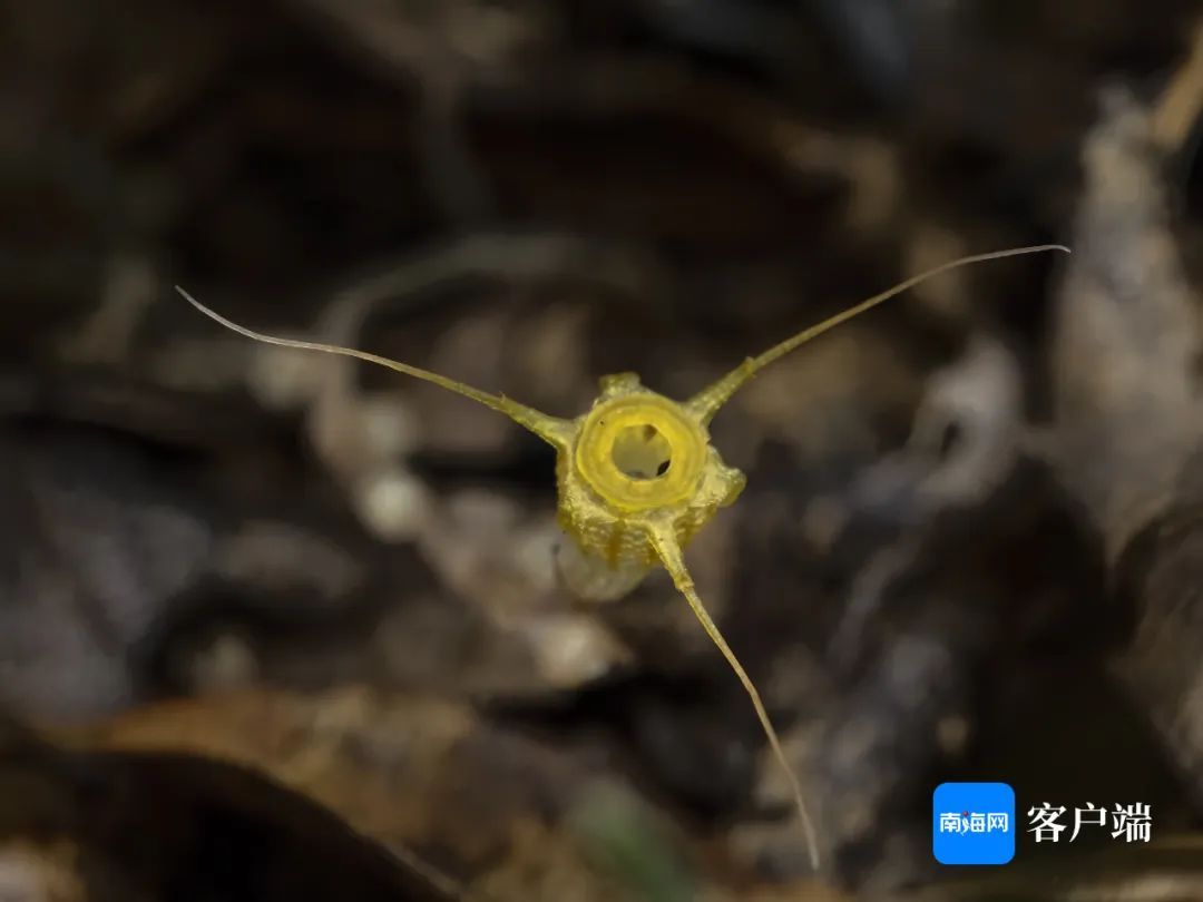 金樽水玉杯!海南发现新物种→ 金樽水玉杯!海南发现新物种→