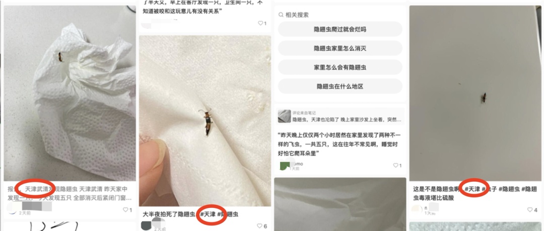 天津出现隐翅虫!毒液堪比硫酸!千万不能用手拍! 天津出现隐翅虫!毒液堪比硫酸!千万不能用手拍!