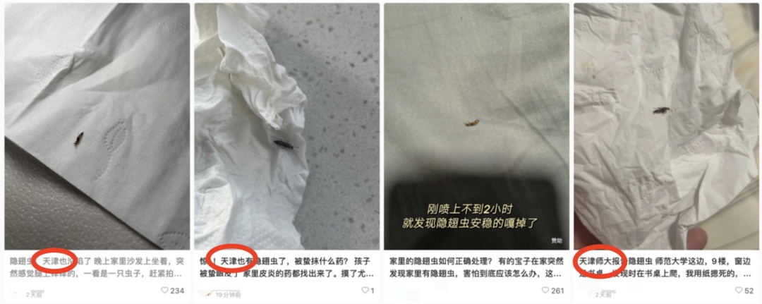 天津出现隐翅虫!毒液堪比硫酸!千万不能用手拍! 天津出现隐翅虫!毒液堪比硫酸!千万不能用手拍!